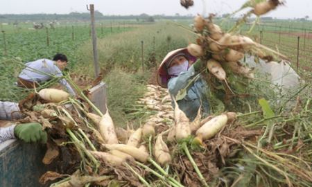 Được mùa rớt giá - bao giờ hết “kêu cứu”?