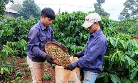 Khó giải bài toán vỡ quy hoạch cây trồng?