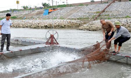 Xây dựng NTM ở Bắc Ninh:  HTX đi đầu nuôi cá VietGap