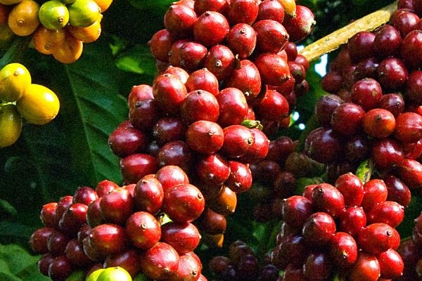 Giá cà phê xuống thấp nhất từ đầu năm