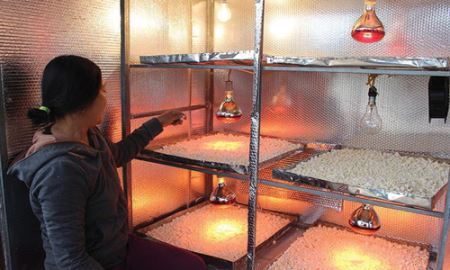 HTX nông nghiệp tinh bột nghệ miền Tây Nghệ An: “Sức trẻ” của một HTX kiểu mới
