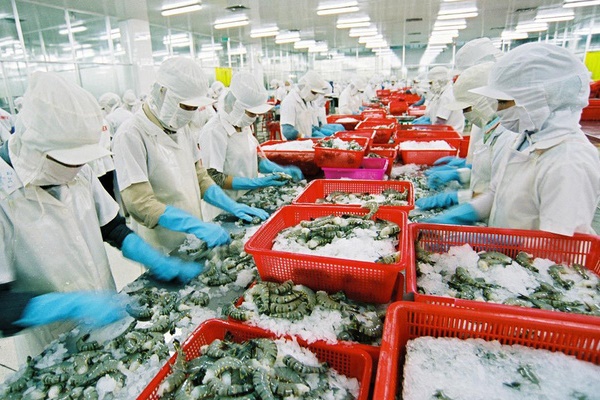 Xuất khẩu tôm có nhiều triển vọng tốt