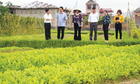 Việt Yên (Bắc Giang): Hỗ trợ hình thành Liên hiệp HTX