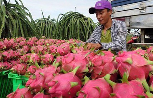 Xuất khẩu hoa quả sang Trung Quốc sẽ bị truy xuất nguồn gốc