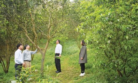 Hỗ trợ chuỗi cam Sành ở Hà Giang