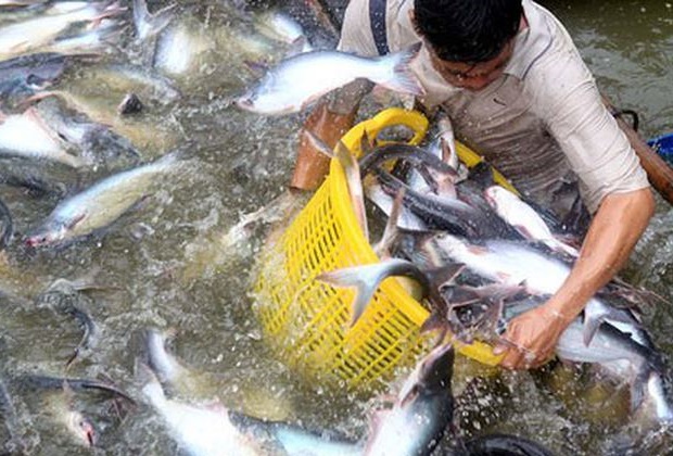 Giá cá tra tiếp tục tăng mạnh