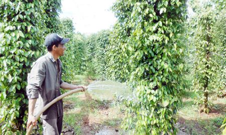 Lộc Hiệp: Phát huy hiệu quả hợp tác trong nông nghiệp