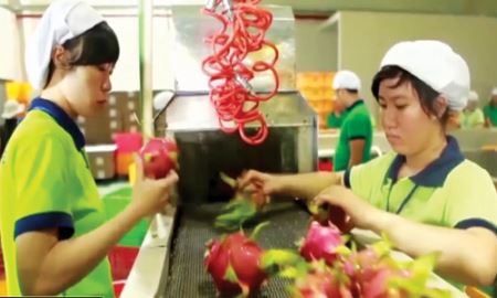 Trái cây Việt lo vượt “rào” vào Trung Quốc