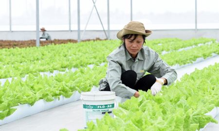 Doanh nghiệp “đầu kéo” cho nông nghiệp