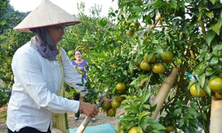 Bắc Kạn: Tập trung nguồn lực phát triển HTX