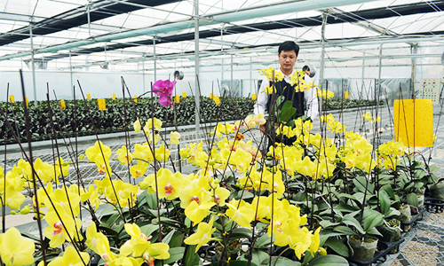 HTX Tín Phát Hoành Bồ:Hiệu quả từ mô hình trồng Lan Hồ Điệp