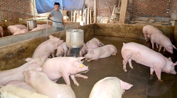 Không phát hiện chất cấm Salbutamol trong chăn nuôi
