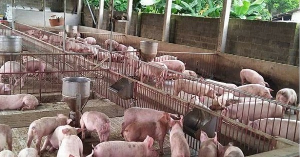 Giá heo đạt ngưỡng gần 40.000 đồng/kg