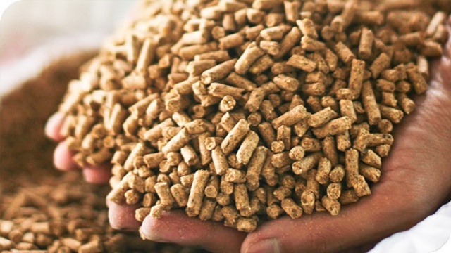 Thức ăn chăn nuôi tăng giá do thiếu nguyên liệu