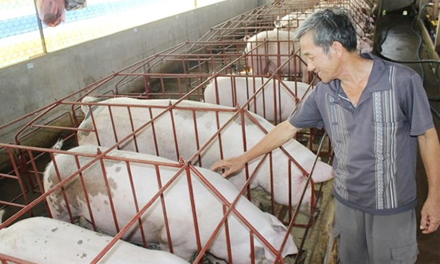 HTX Xuân Phú:Chăn nuôi không ô nhiễm