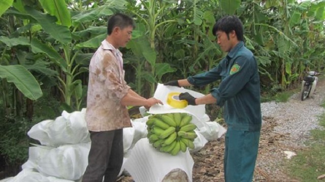 Ngậm đắng vì phụ thuộc thị trường Trung Quốc