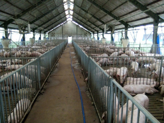 Heo hơi nhảy giá từng ngày