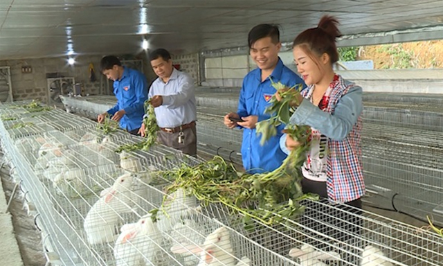 HTX Khuổi Hon chăn nuôi không ô nhiễm