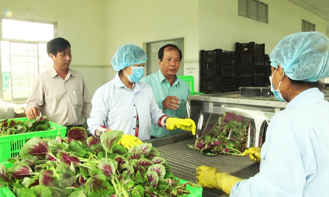 HTX RAT Gò Công: Sản xuất an toàn cho hiệu quả cao