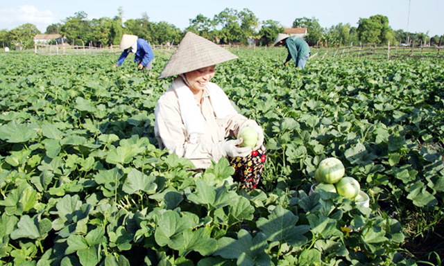 HTX Đông Xuân: Hiệu quả mô hình trồng dưa lê chất lượng cao