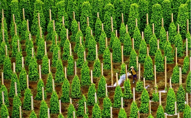 Startup Việt Nam giành giải Nhất MATCh