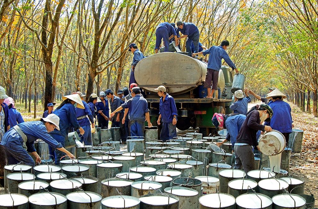 Nhà nước giữ lại gần 97% vốn điều lệ Tập đoàn Công nghiệp Cao su Việt Nam