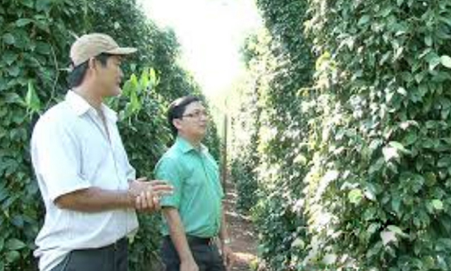 Xây dựng NTM ở Bình Phước: Những mô hình sản xuất tiêu biểu