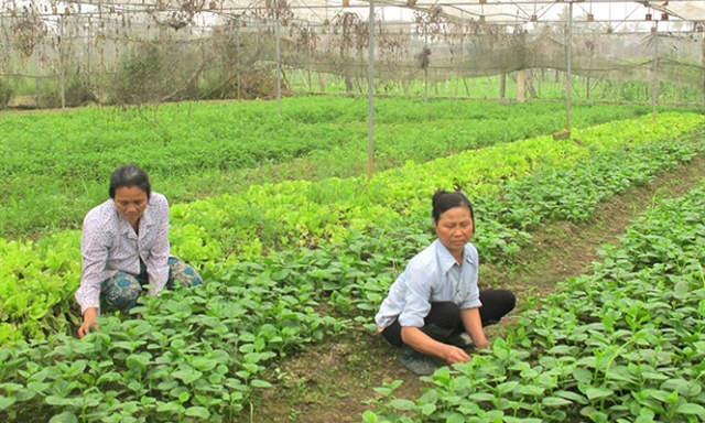 HTX Hoằng Hợp: An toàn và hiệu quả từ vùng rau chuyên canh