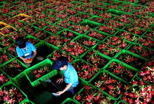 Kim ngạch xuất khẩu rau quả vượt dầu thô