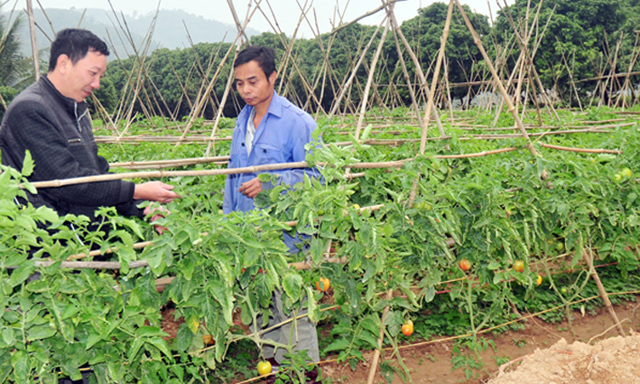 Lào Cai: Gỡ rào cản, phát triển HTX nông nghiệp