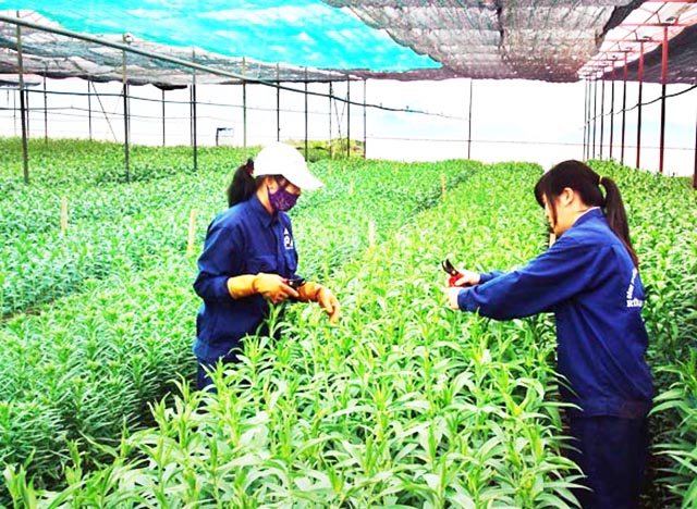 Ứng Hòa (Hà Nội): Dấu ấn HTX trong phát triển nông thôn mới