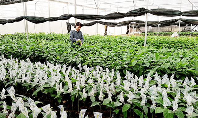 HTX Hoa Sơn: Sản xuất an toàn, phát triển bền vững