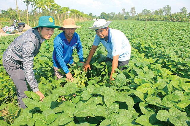 Tp.Cần Thơ: HTX là “bàn đạp” đưa cả 36 xã về đích nông thôn mới năm 2019