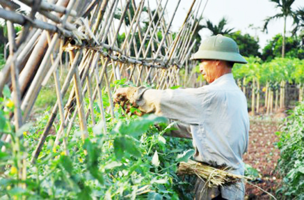 Đẩy mạnh HTX để xây dựng huyện nông thôn mới ở Gia Lâm