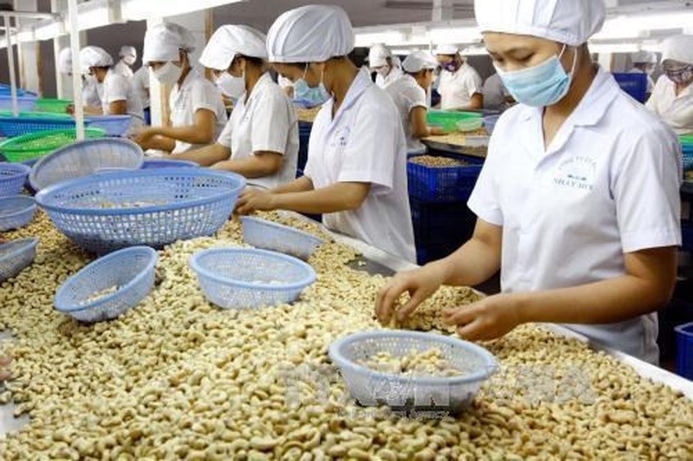Xuất khẩu nhân điều hướng tới mục tiêu 10,5 tỷ USD