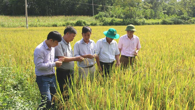 Hiệu quả từ sản xuất lúa gạo hữu cơ chất lượng cao