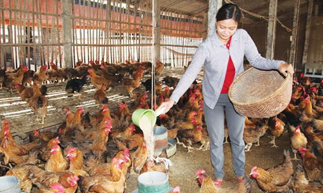 Huyện Phú Giáo: Phát triển KTTT là xu hướng tất yếu