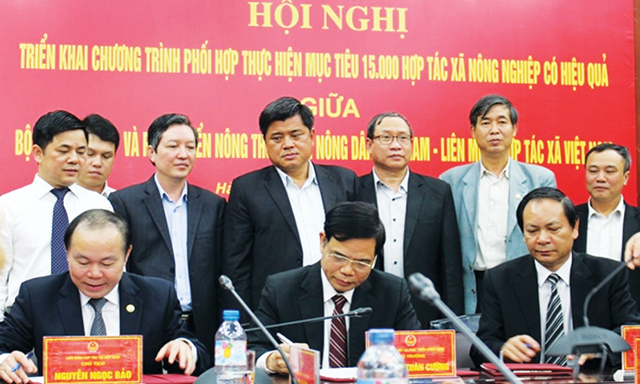 Phối hợp thực hiện Chương trình phát triển 15.000 HTX, Liên hiệp HTX nông nghiệp hoạt động hiệu quả