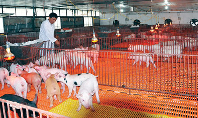 HTX Hoàng Long vượt khó nhờ chăn nuôi khoa học