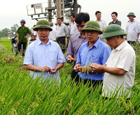 Huyện Yên Thành (Nghệ An): tăng diện tích lúa QJ1 lên 600-800ha