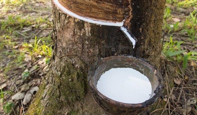 Xuất khẩu cao su tăng lượng, giảm giá trị