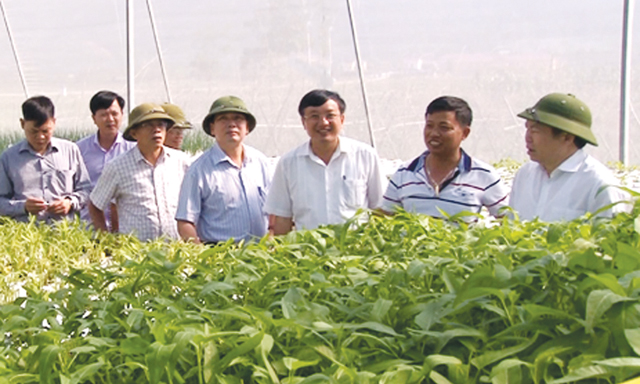Phát triển HTX gắn chuỗi giá trị sản phẩm tại Nghệ An