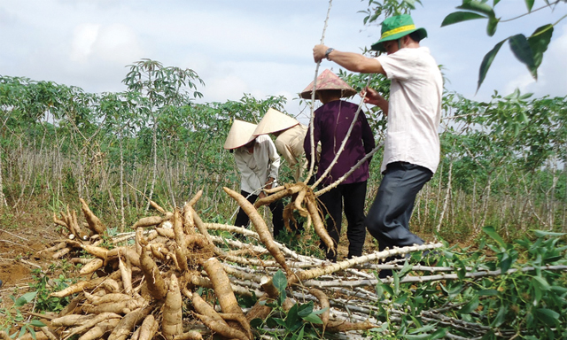 Nguy cơ phải 