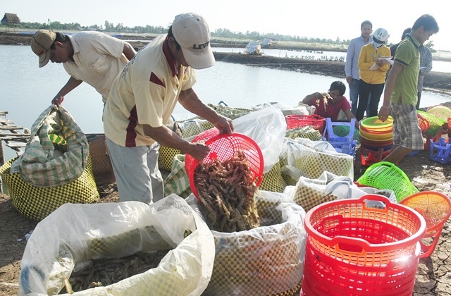 Tôm thẻ chân trắng mất giá thảm