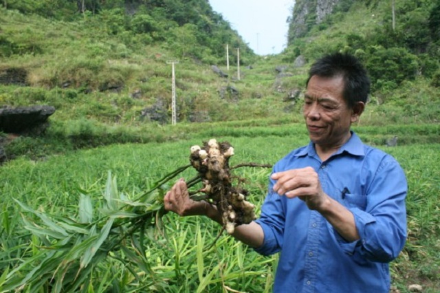 Vân An: Thoát nghèo nhờ trồng gừng hàng hóa