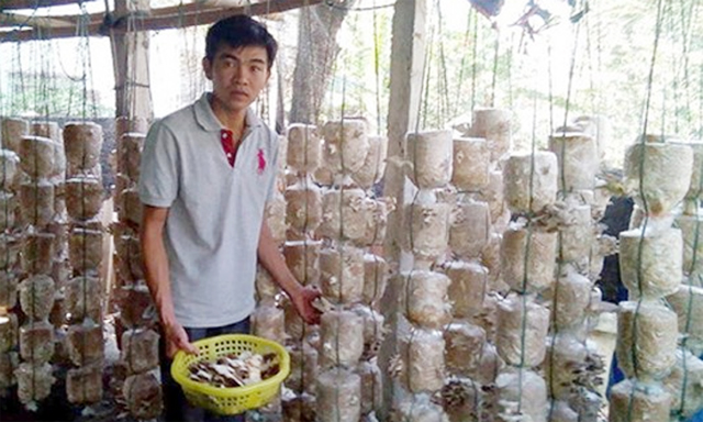 Hiệu quả từ trồng nấm công nghệ cao
