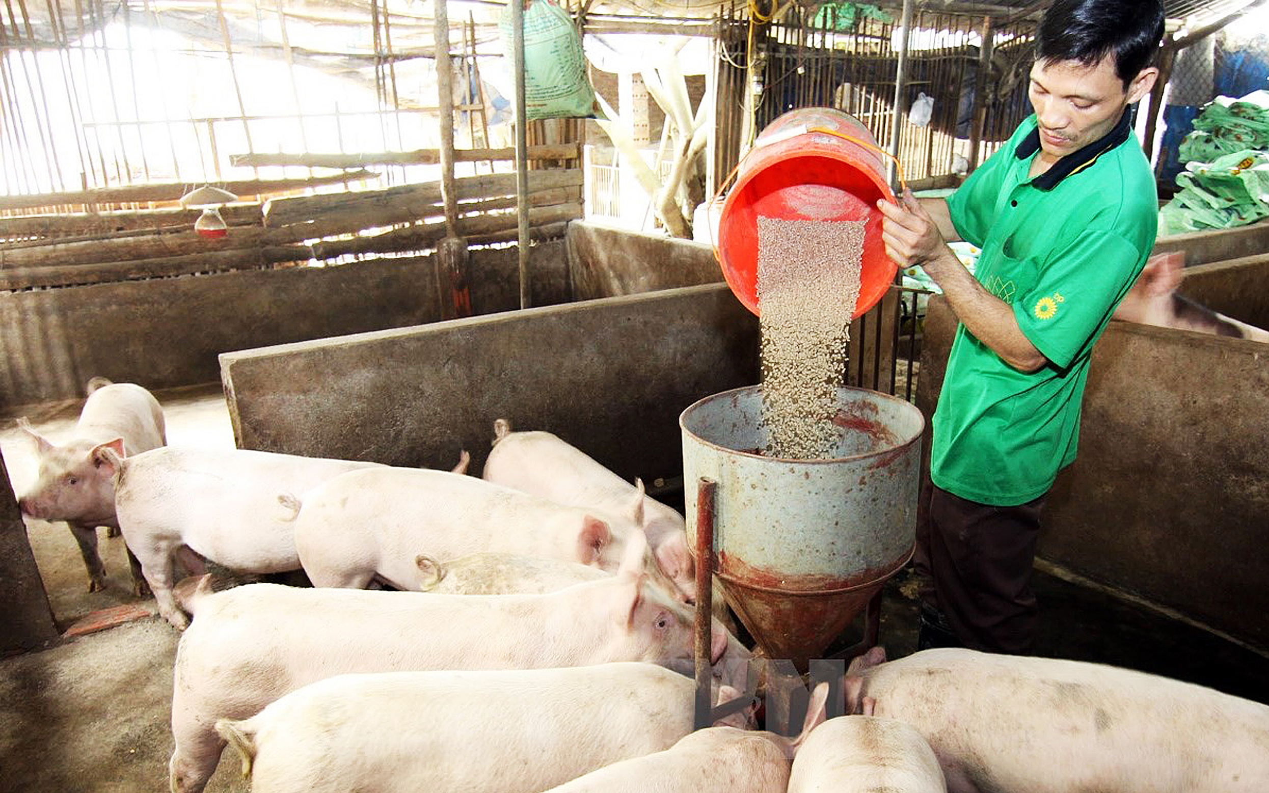 Giá lợn hơi tăng liên tục, vẫn phải cẩn trọng với tăng đàn