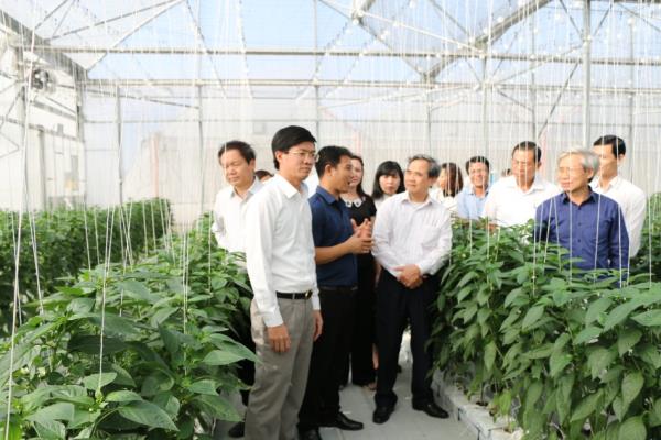Tân Sơn đổi thay nhờ sản xuất rau an toàn