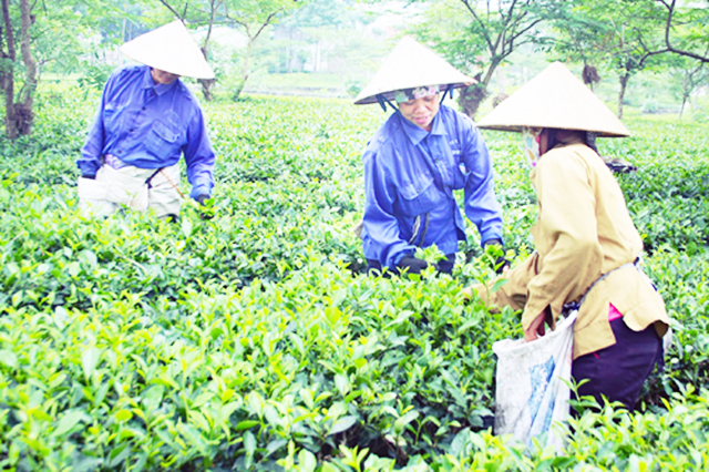 Phát huy thế mạnh, xây dựng NTM ở Hòa Thạch