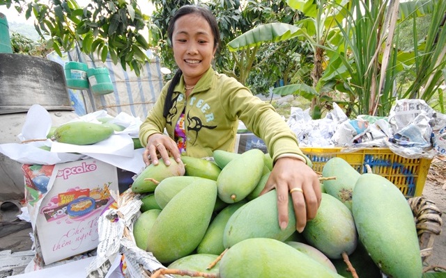 An Giang xuất khẩu lô xoài ba màu đầu tiên vào thị trường Úc